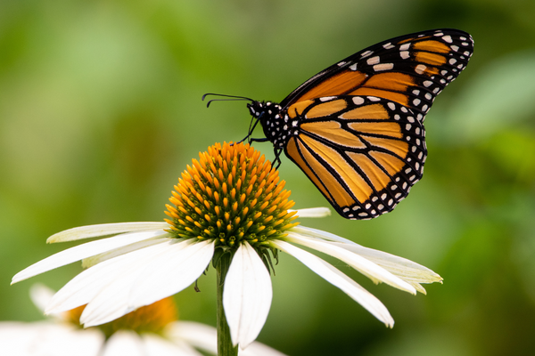 Como Atrair Polinizadores para o seu Jardim Ecológico