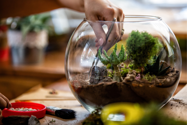 Suculentas em Terrários: Um Toque de Natureza em Casa