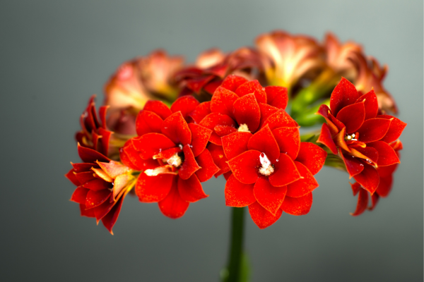 Kalanchoe Como cuidar dessa linda flor da fortuna